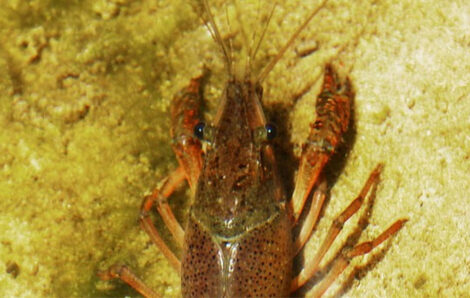 Researchers from Novi Sad lead efforts against invasive crayfish in the Danube