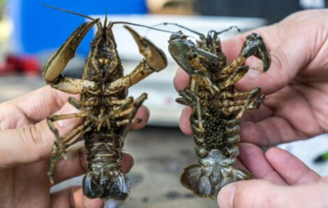 Invasive spiny-cheek crayfish: a major threat to our rivers