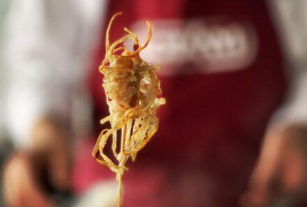 Invasive spiny-cheek crayfish from the Danube on the plate