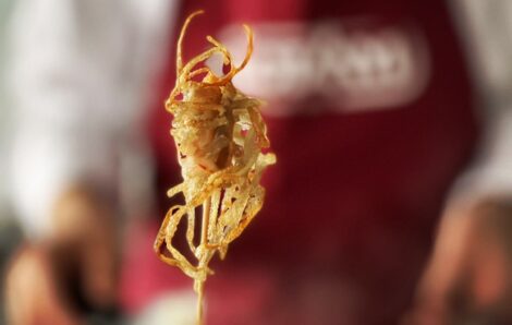 Invasive spiny-cheek crayfish from the Danube on the plate