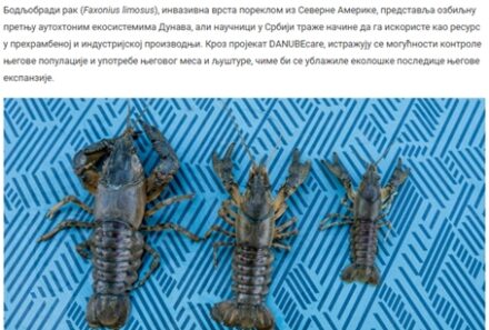 Eksploatacija umesto istrebljenja – Novi pristup u borbi protiv bodljobradog raka